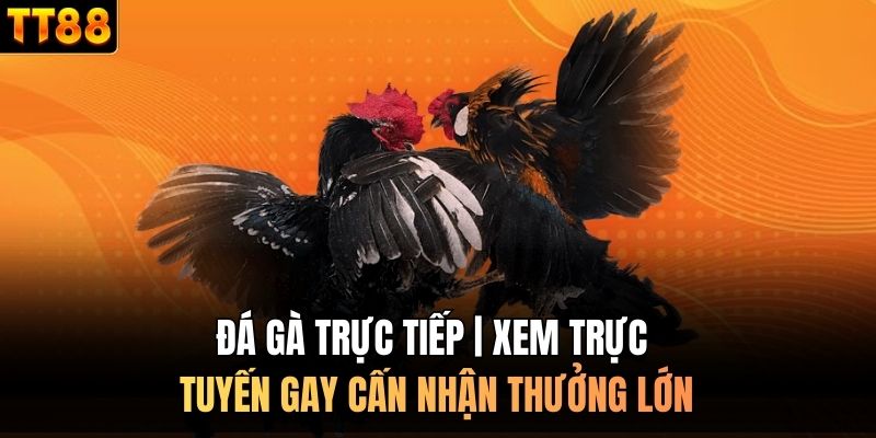 Đá gà trực tiếp
