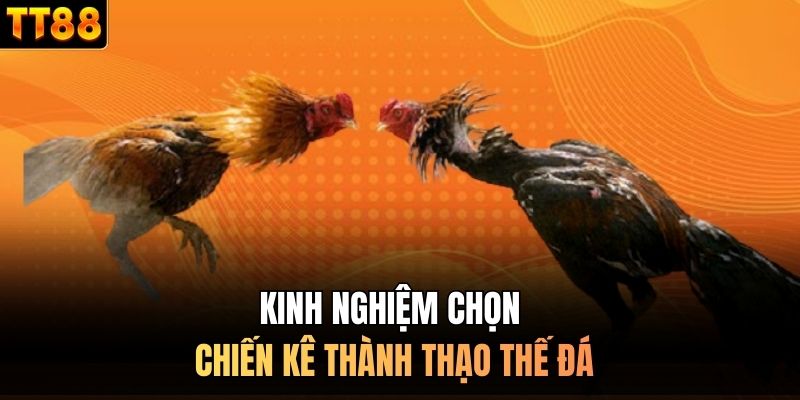 Kinh nghiệm chọn chiến kê thành thạo thế đá