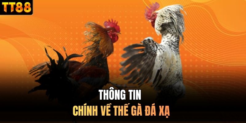 Thông tin chính về thế gà đá xạ